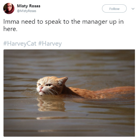 angry Harvey Cat swims in water
