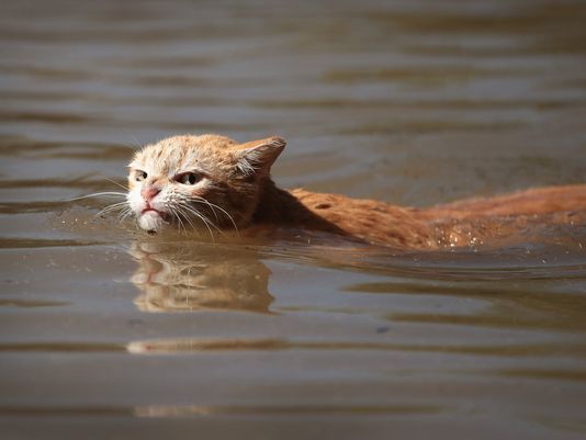 This Angry Cat Swimming Through Harvey's Floodwaters Is Winning The Internet This Angry Cat Swimming Through Harvey's Floodwaters Is Winning The Internet