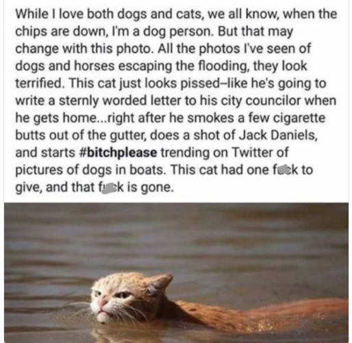 angry harvey cat