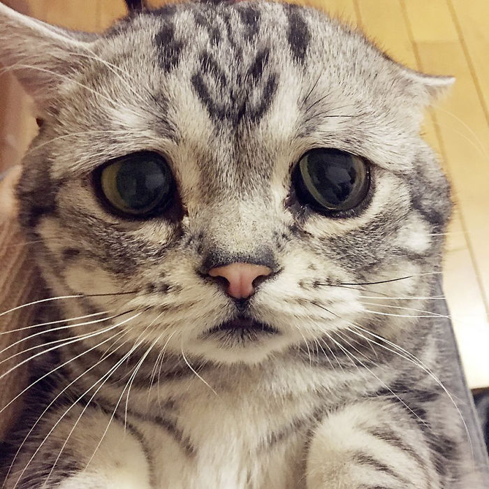 saddest cat in the world