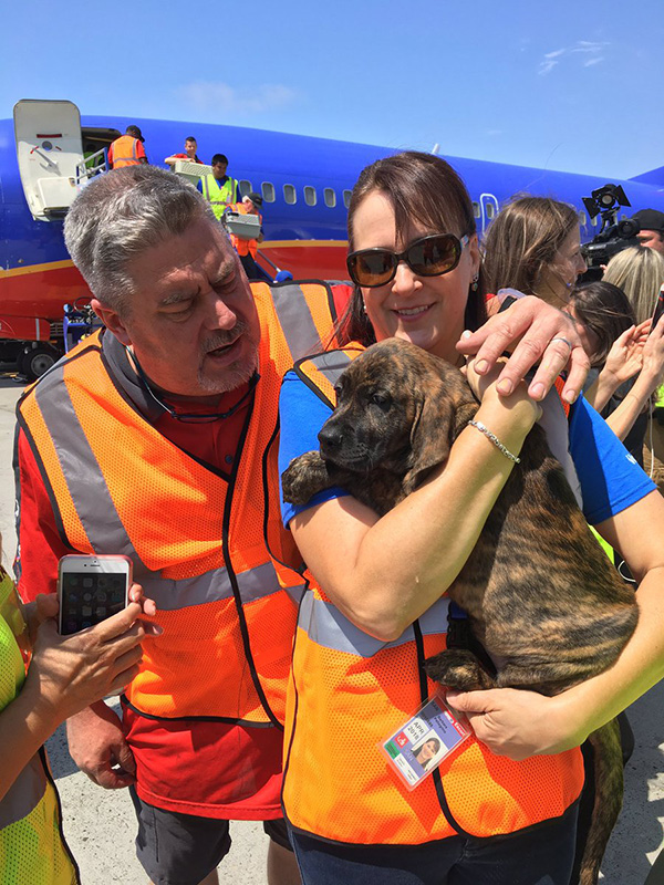 Southwest Airlines Flies Cabin Full of Shelter Animals out of Houston