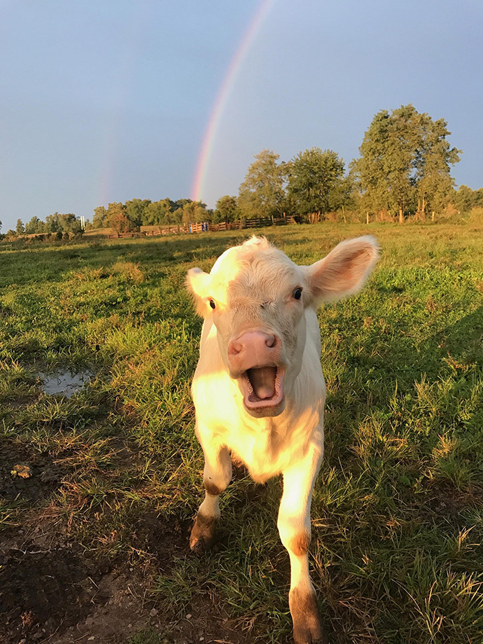 happy cow and rainbow