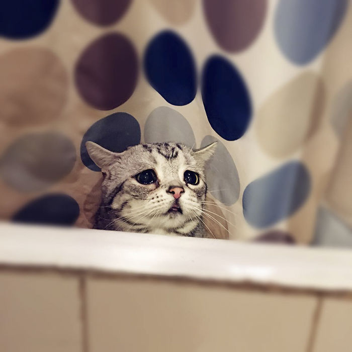 saddest cat in the world