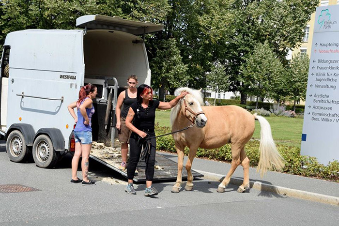 horse meets with dying owner