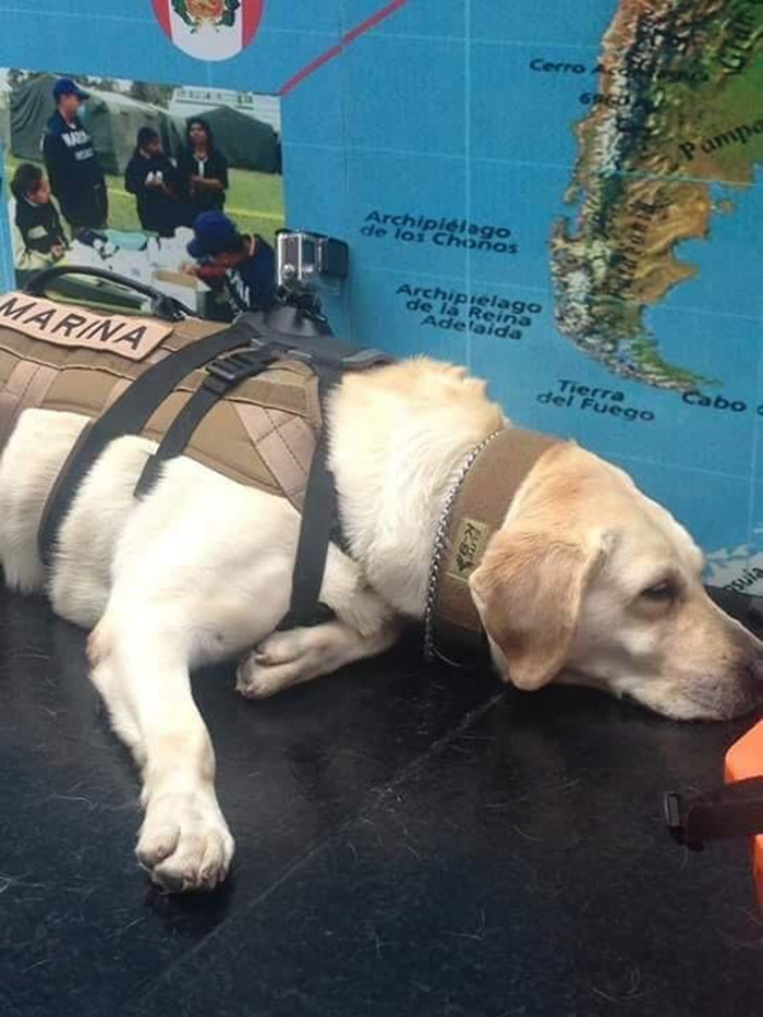 frida dog in Mexico saving people earthquake