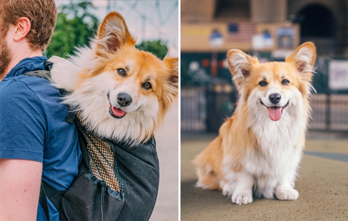 maxine fluffy corgi