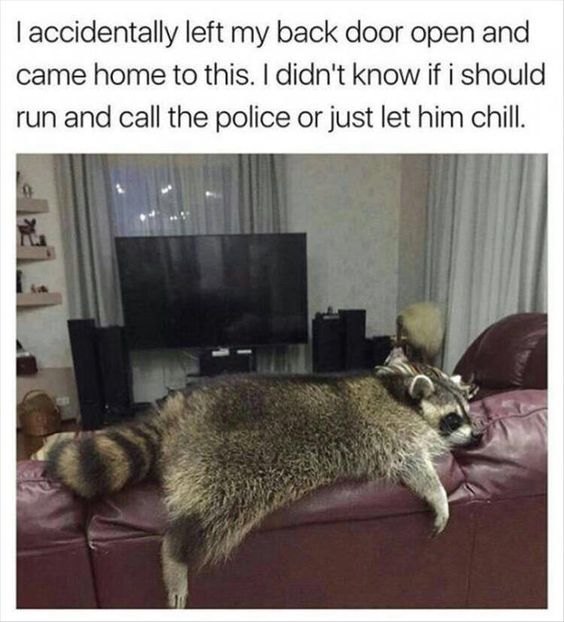 raccoon chill nap on couch