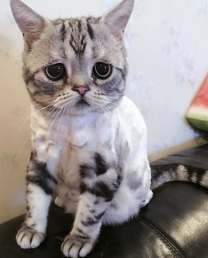 saddest cat in the world