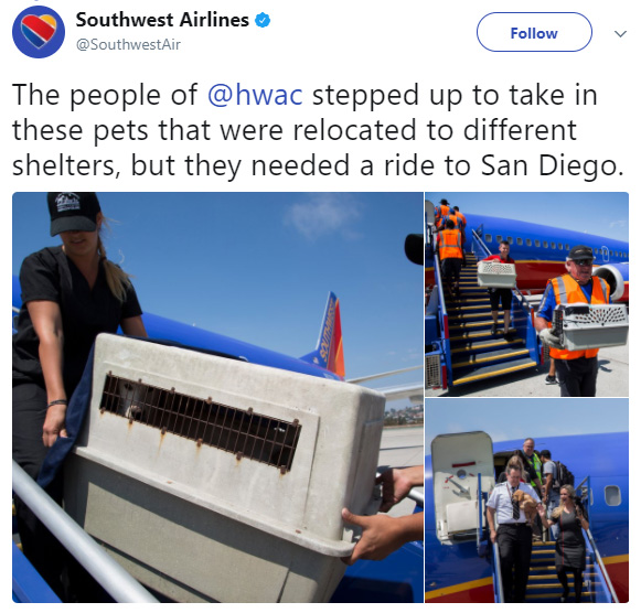 Southwest Airlines Flies Cabin Full of Shelter Animals out of Houston