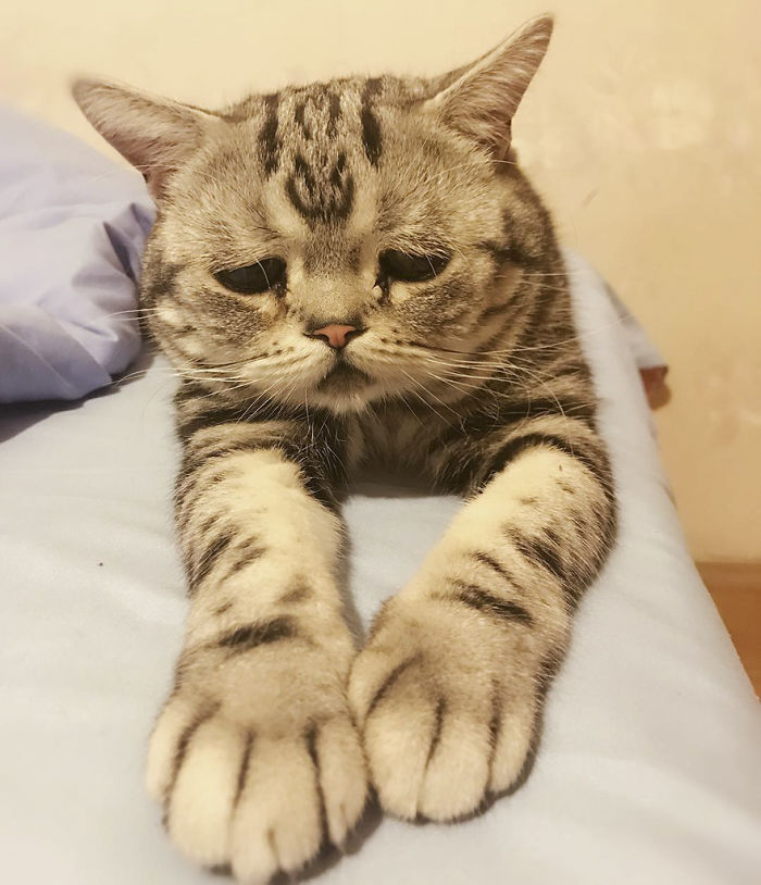 saddest cat in the world