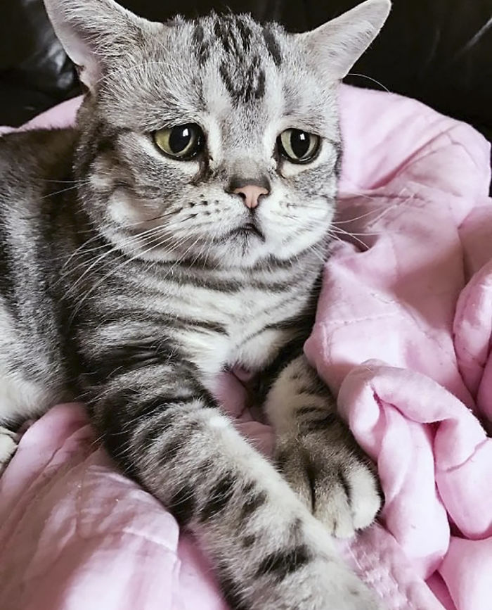 saddest cat in the world