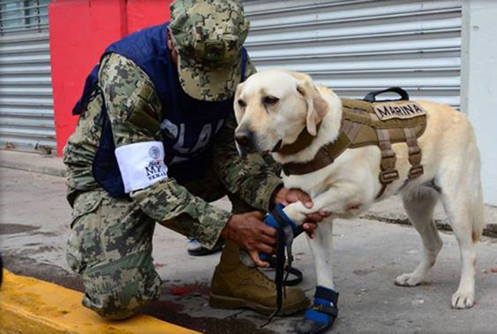 frida dog in Mexico saving people earthquake