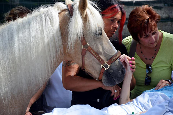 horse meets with dying owner