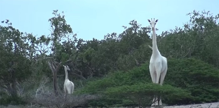 white giraffes video