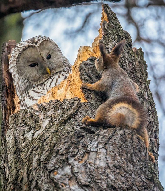 squirrel meets owl