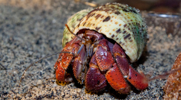 A Hermit Crab Living In A Creepy Doll Head Has The Internet Freaking Out