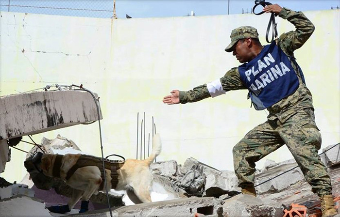 frida dog in Mexico saving people earthquake