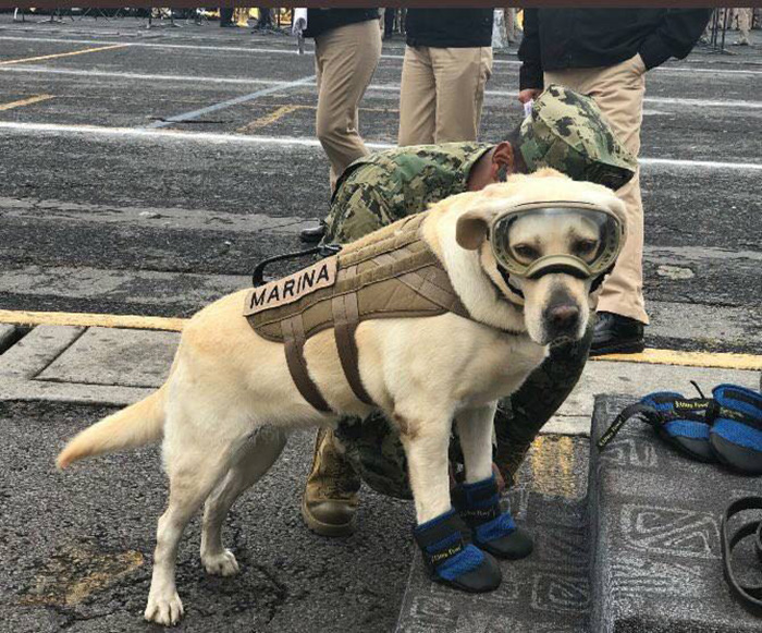 frida dog in Mexico saving people earthquake