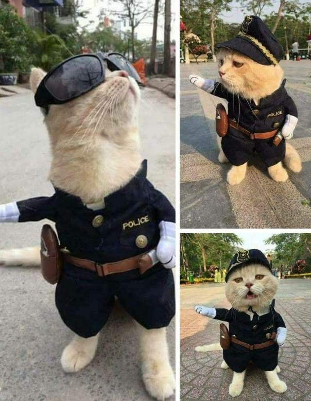 police cat