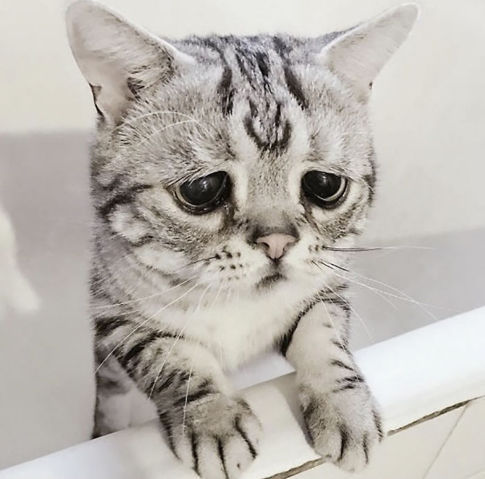 saddest cat in the world