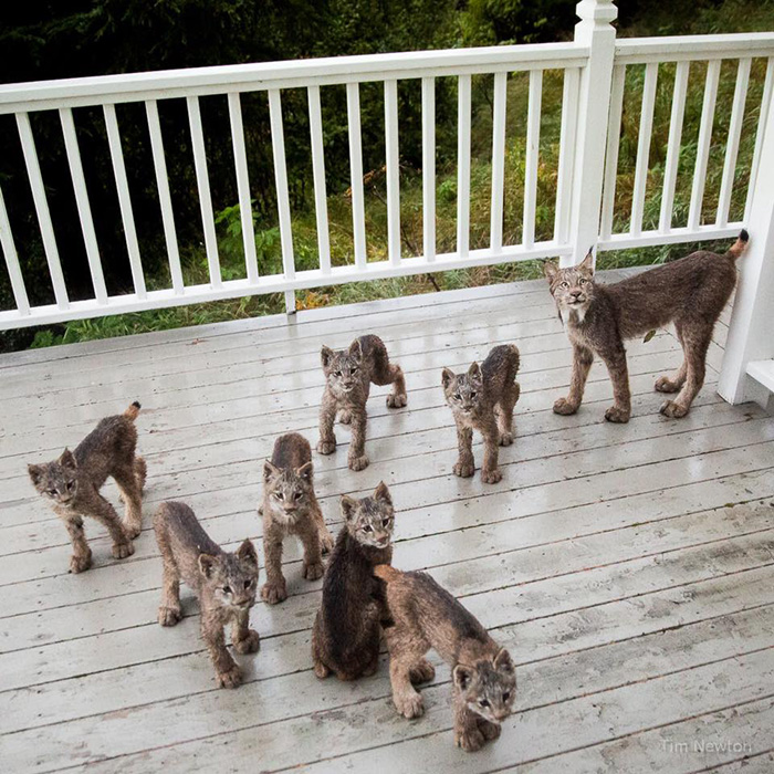 lynx family cubs on deck