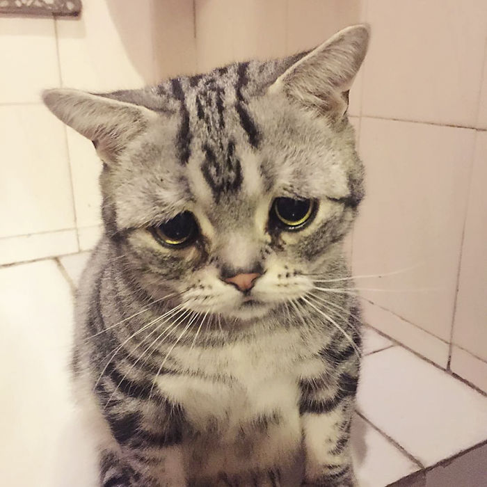 saddest cat in the world