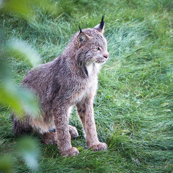 wr5wm-lynx-family-on-deck-7.jpg