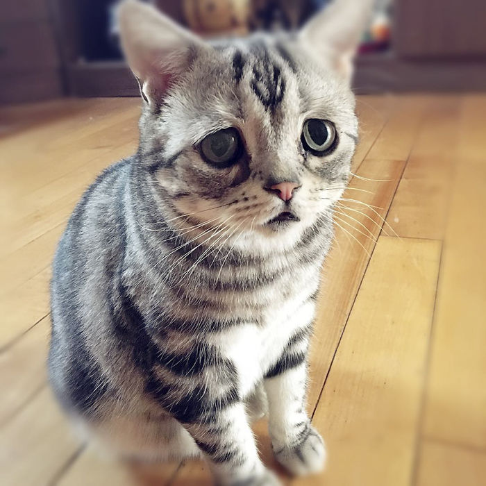 saddest cat in the world