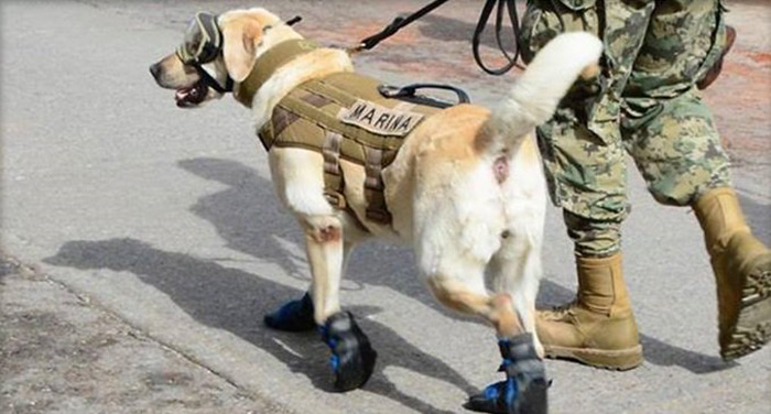 frida dog in Mexico saving people earthquake
