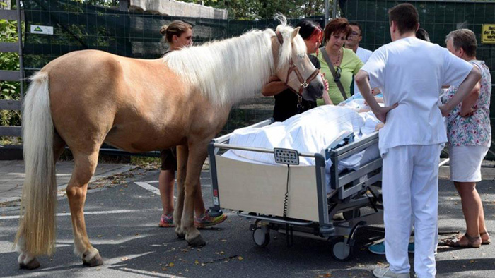 horse meets with dying owner