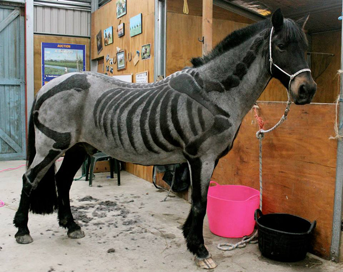 Horse is all set for the Spooky season