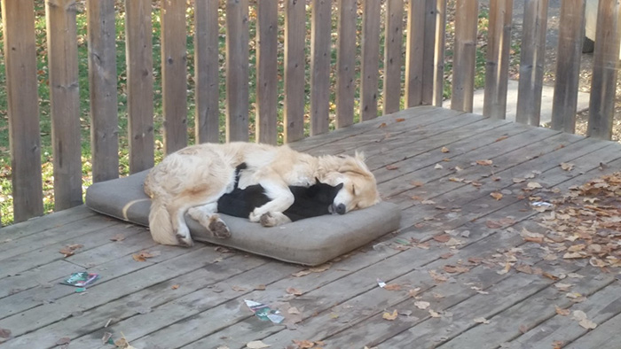 3yjpu-puppy-snuggles-farm-cat.jpg
