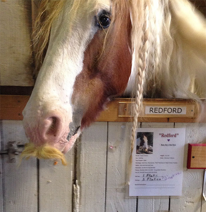 can horses grow mustaches