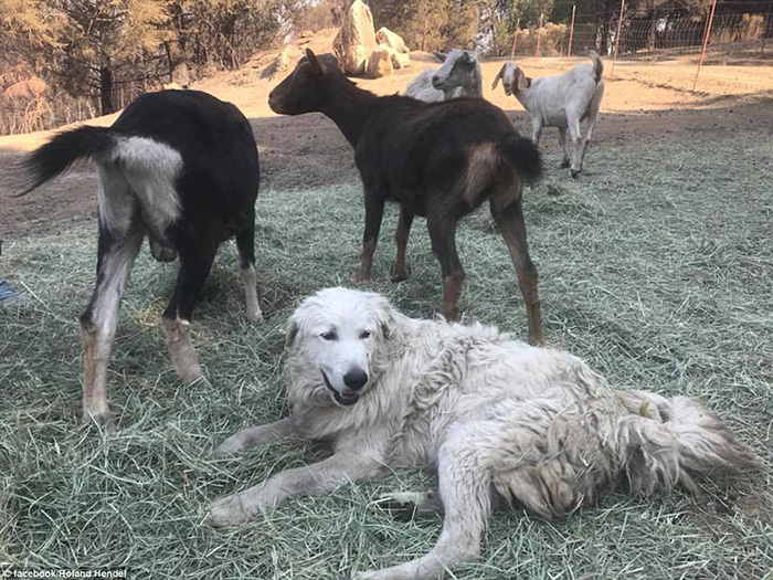 goat herding dog alive after fires