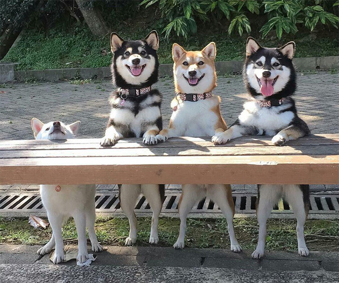 dogs at the table