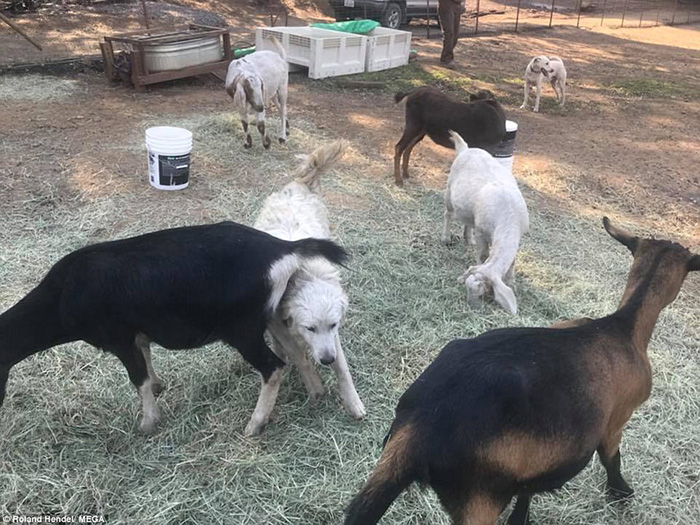 goat herding dog alive after fires