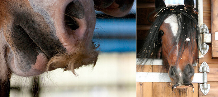 can horses grow mustaches