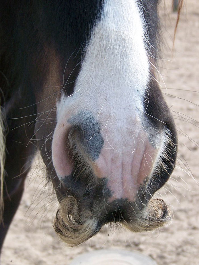 can horses grow mustaches