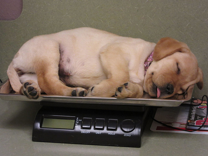 puppy asleep on scale at vet