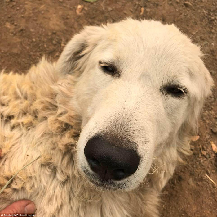 goat herding dog alive after fires