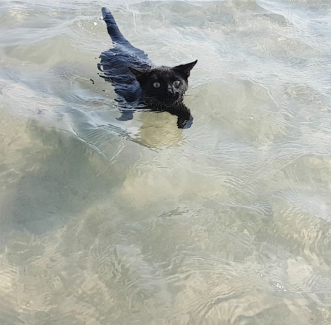 cat loves swimming in ocean