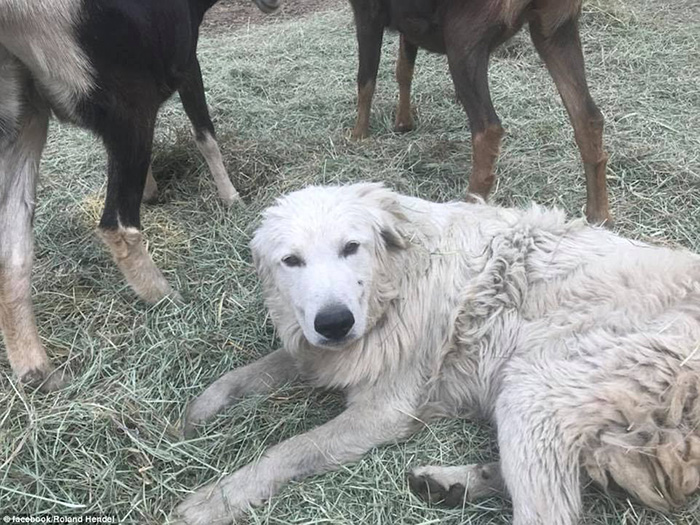 goat herding dog alive after fires