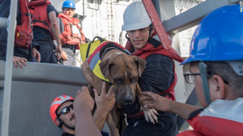 navy rescues two women dogs lost at sea months