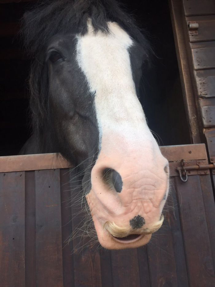 can horses grow mustaches