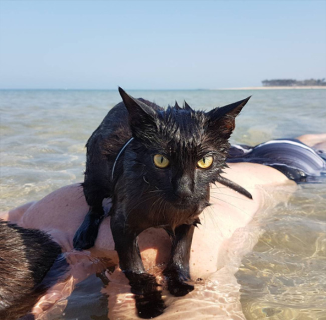 cat loves swimming in ocean