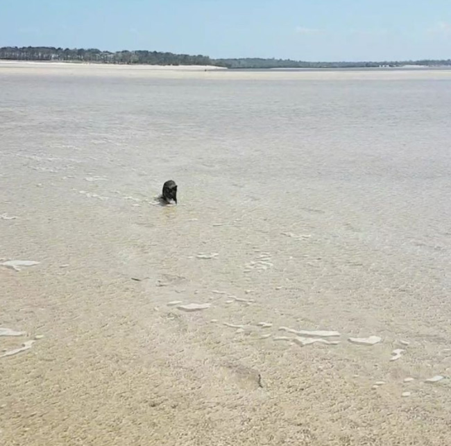 cat loves swimming in ocean