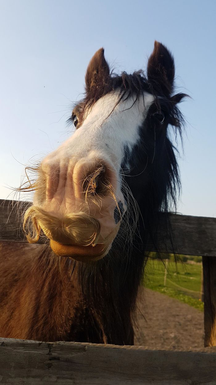 Can Horses Grow Mustaches? Yes, And These Pictures Will Make Your Day
