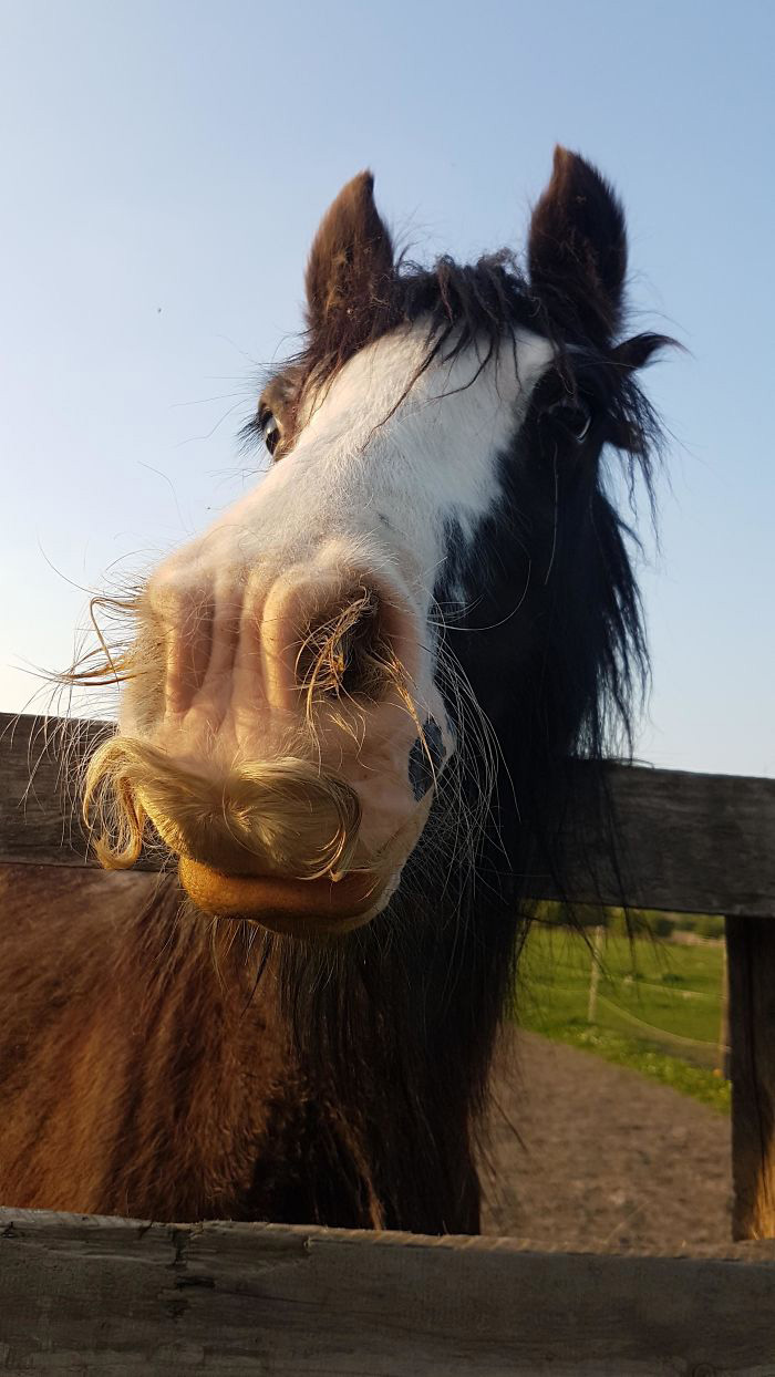 can horses grow mustaches