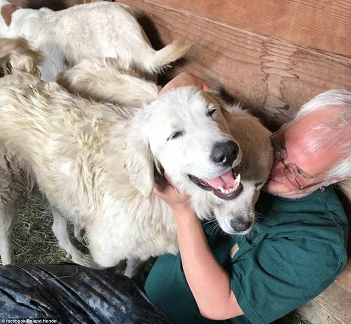 goat herding dog alive after fires