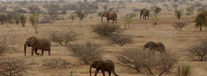Mali elephant brigade